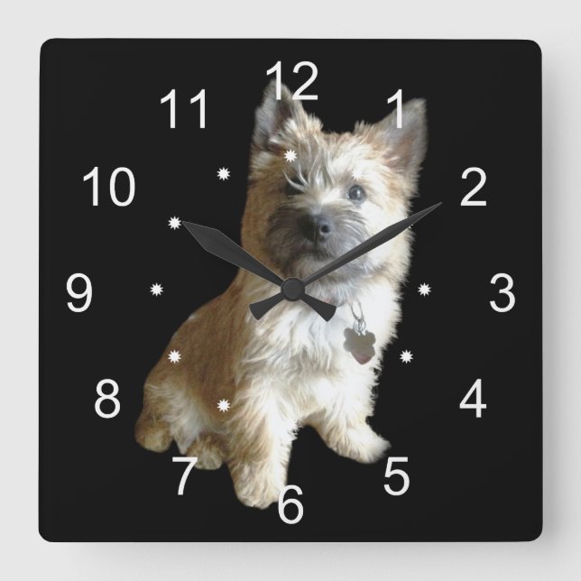 Der Niedlichste Cairn Terrier aller Zeiten! Niedli Quadratische Wanduhr (Vorderseite)