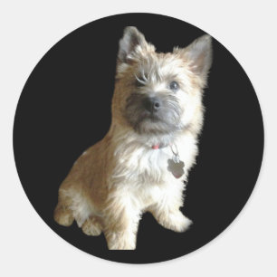 Der niedlichste Cairn-Terrier überhaupt!  Runder Aufkleber