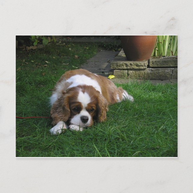 Der niedlichste Hund der Welt ist Hunger Postkarte (Vorderseite)