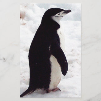 Der Niedlichste Pinguin aller Zeiten