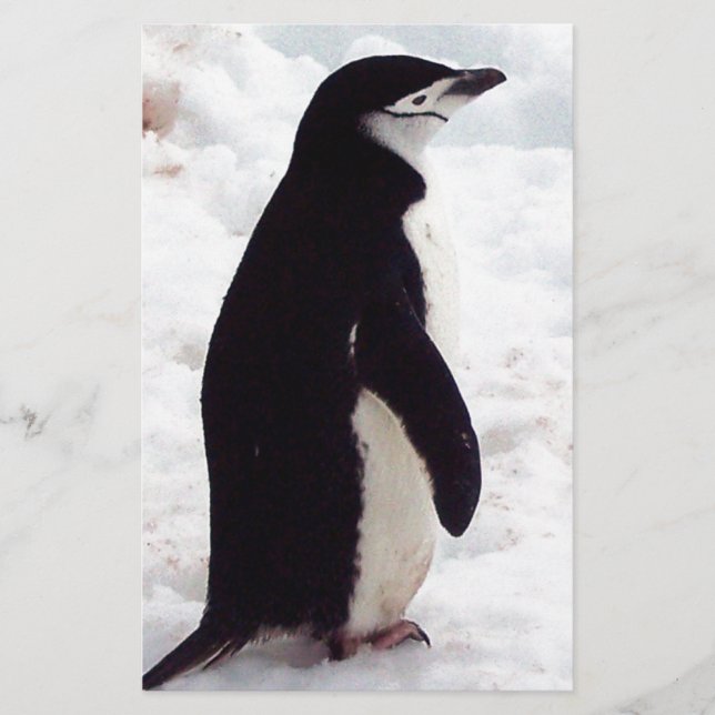 Der Niedlichste Pinguin aller Zeiten (Vorderseite)