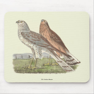 Der Nördliche Harrier (Ringschwanzfalken) NY Bird Mousepad