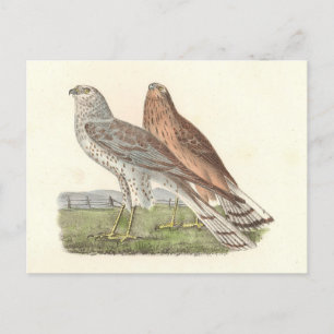 Der Nördliche Harrier (Ringschwanzfalken) NY Bird Postkarte