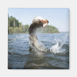 Der nördliche Pike sprang aus dem Wasser in einem Magnet