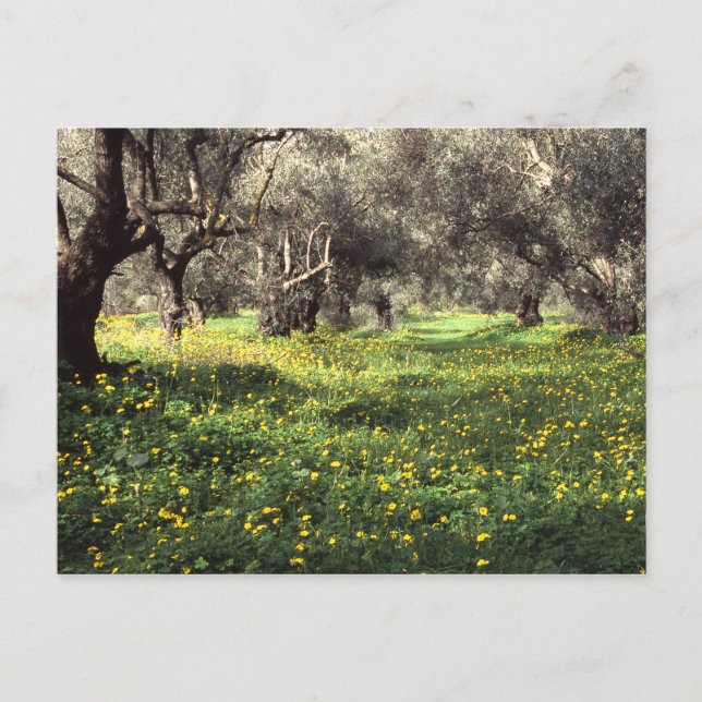 Der Olivenhain Postkarte (Vorderseite)