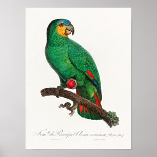 Der Orangeflügel-Amazone Poster