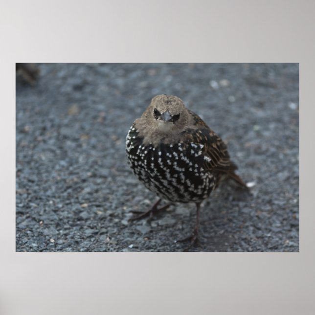 Der Original Angry Bird? Poster (Vorne)