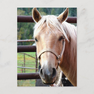 Der Palomino-Blick Postkarte