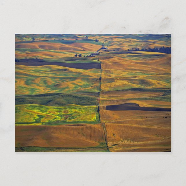 Der Palouse von Steptoe Butte, Colfax, Postkarte (Vorderseite)