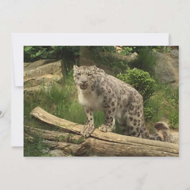 Der Panther (Vorderseite)