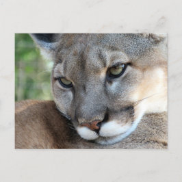 Der Panther von Florida - Postkarte lernen
