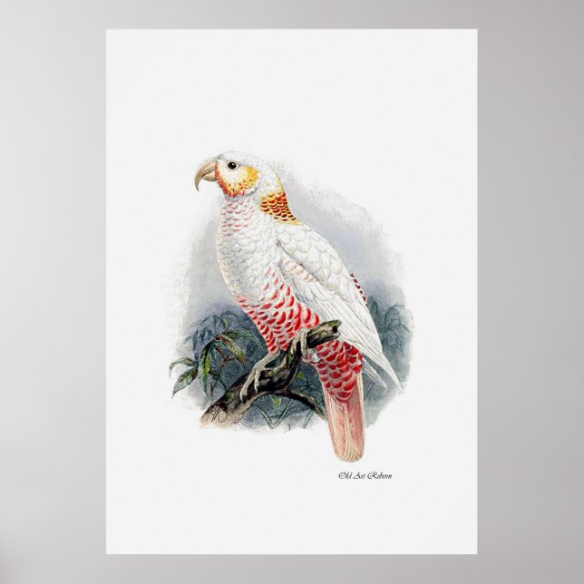 Der Papagei ist eine der drei Poster (Vorne)