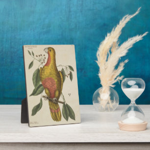 "Der Parrot des Paradieses" Fotoplatte