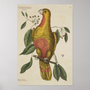 "Der Parrot des Paradieses" Poster