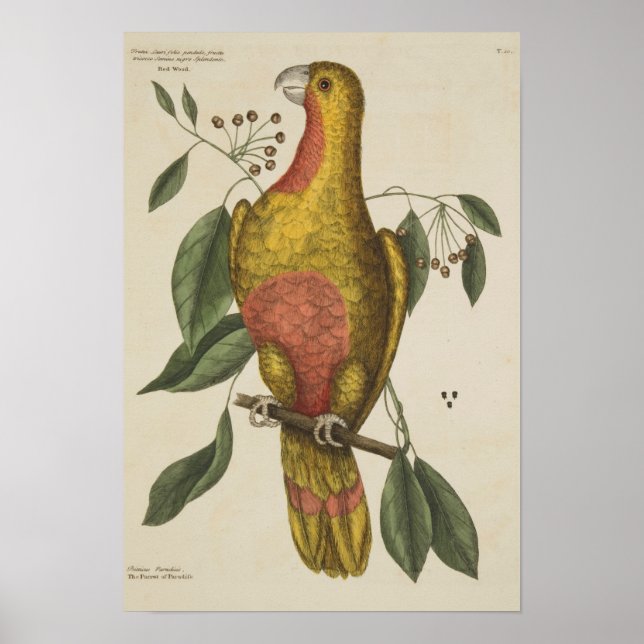 "Der Parrot des Paradieses" Poster (Vorne)