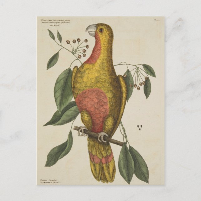 "Der Parrot des Paradieses" Postkarte (Vorderseite)