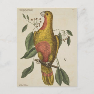 "Der Parrot des Paradieses" Postkarte