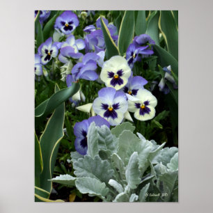 Der perfekte Pansy Poster
