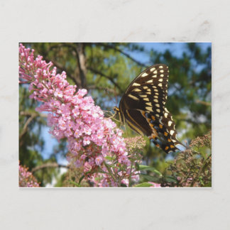 Der perfekte Schmetterling! Postkarte