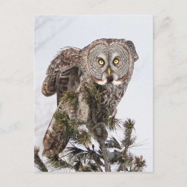 Der perschende Prinz.jpg Postkarte (Vorderseite)