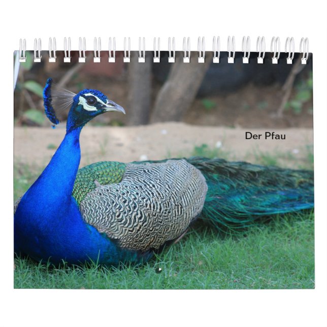 Der Pfau als Kalender (Titelbild)