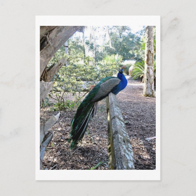 Der Pfau Postkarte (Vorderseite)