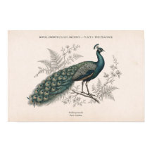 Der Pfau Vintage viktorianischer Pfau