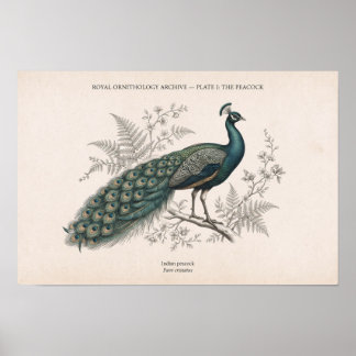 Der Pfau Vintage viktorianischer Pfau Poster