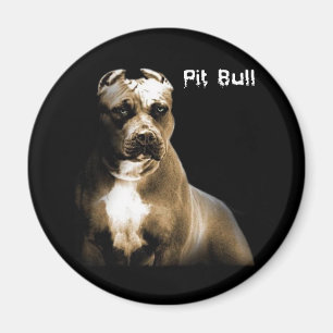 Der PITbull Magnet