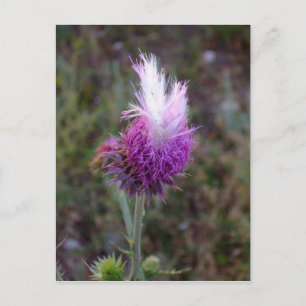 Der prickly Punk Postkarte