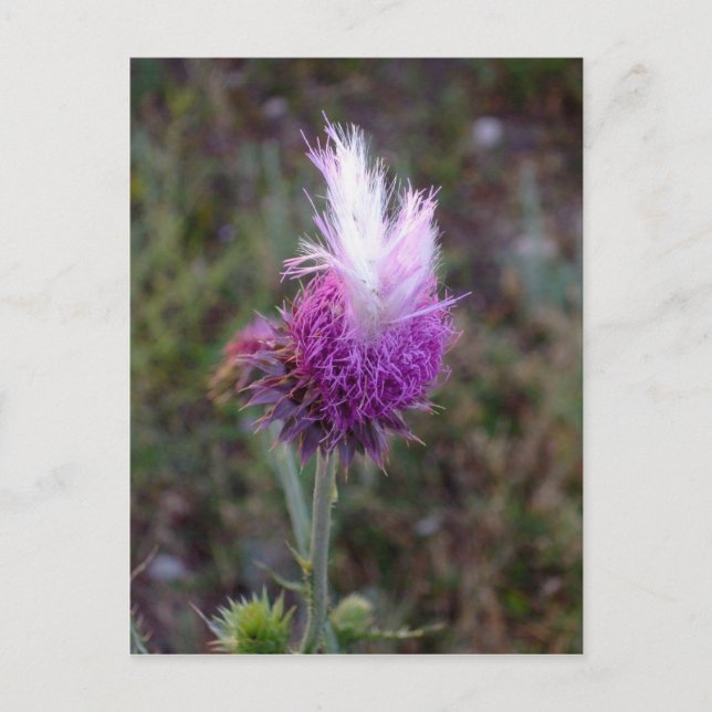Der prickly Punk Postkarte (Vorderseite)