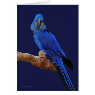 Der Prinz der Papageien