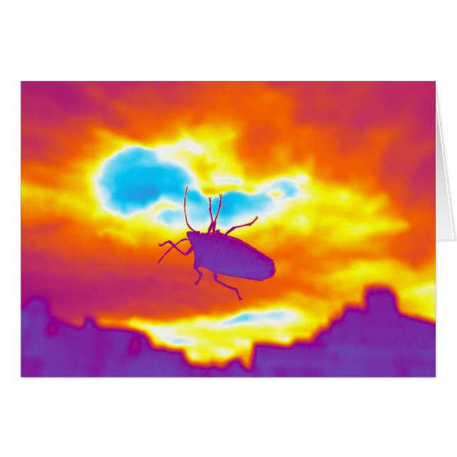 Der psychedelische Fehler (Vorderseite (Horizontal))