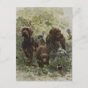 Der Pudelpointer Postkarte