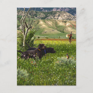 Der Pudelpointer Postkarte