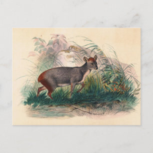 Der Pudu-Hirsch von Joseph Wolf Postkarte