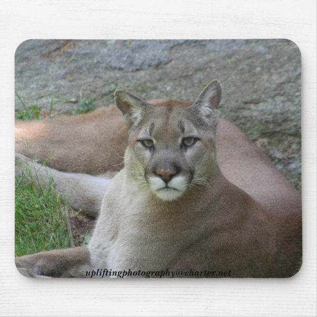 Der Puma Mousepad (Vorne)