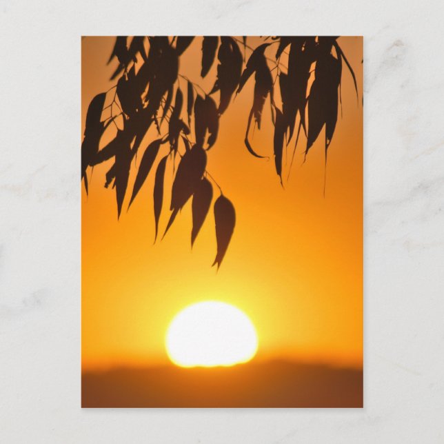 Der Rahmen der Natur Postkarte (Vorderseite)