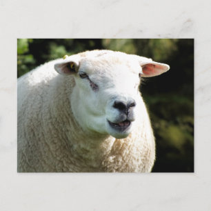 Der RAM Postkarte