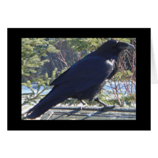 Der Raven