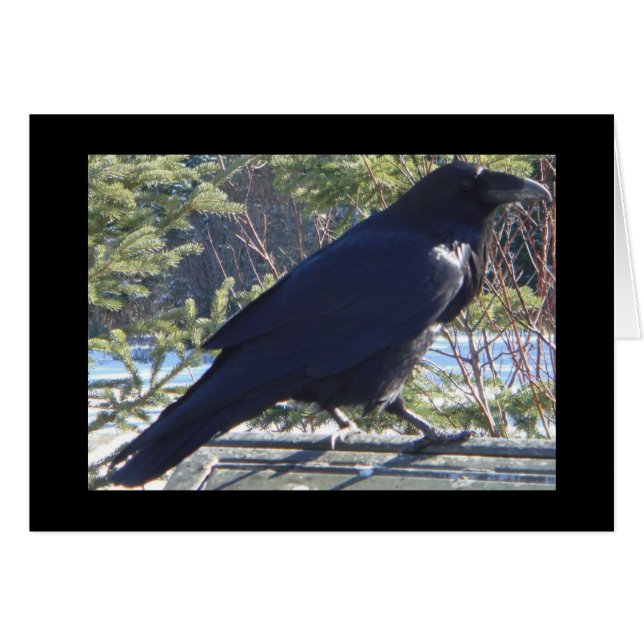 Der Raven (Vorderseite (Horizontal))