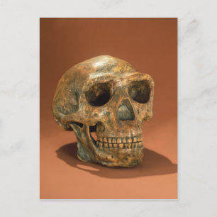 Der rekonstruierte Schädel des Peking Man Postkarte