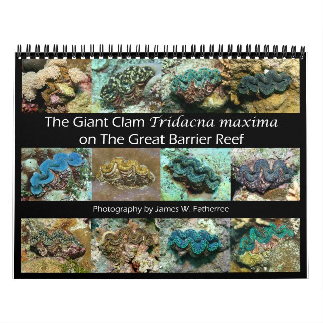 Der Riese Clam Tridacna maxima von J.W. Vater. Kalender (Titelbild)