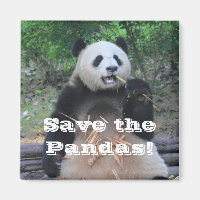 Der Riesenpandas Magnet gerettet