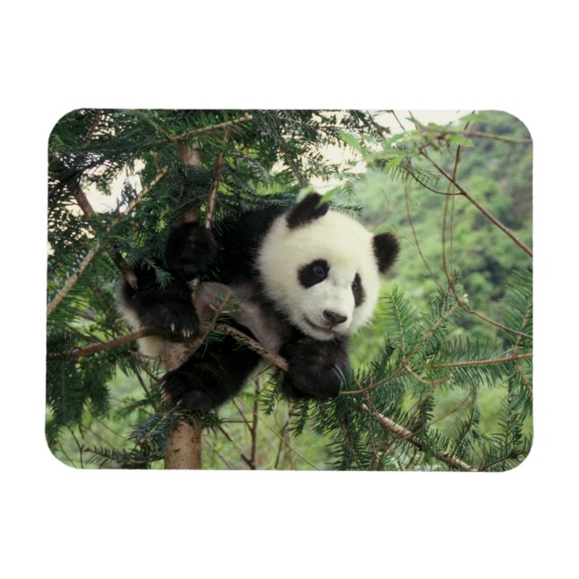Der riesige Panda-Kub klettert auf einen Baum, Wol Magnet (Horizontal)
