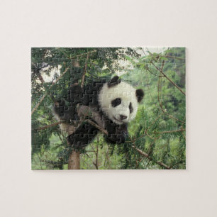 Der riesige Panda-Kub klettert auf einen Baum, Wol Puzzle