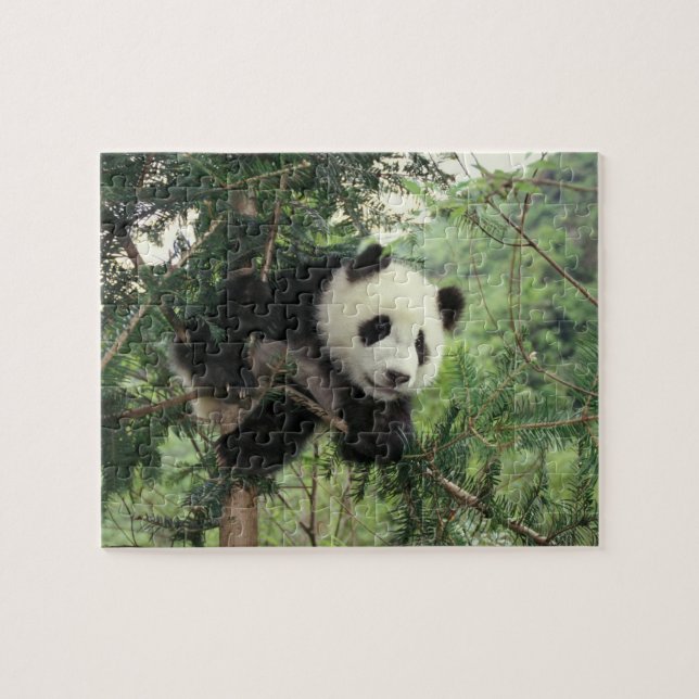 Der riesige Panda-Kub klettert auf einen Baum, Wol Puzzle (Horizontal)