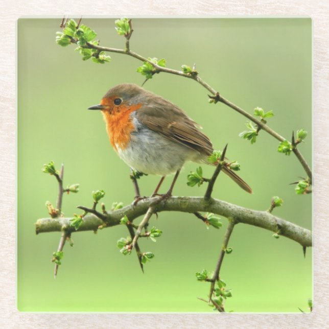 Der Robin Glasuntersetzer (Vorderseite)