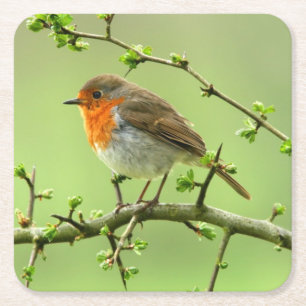Der Robin Rechteckiger Pappuntersetzer