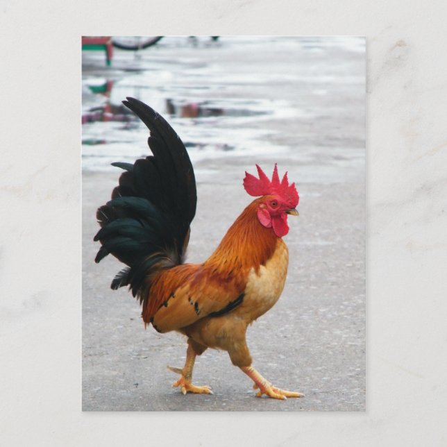 Der Rooster überquerte den Weg Postkarte (Vorderseite)